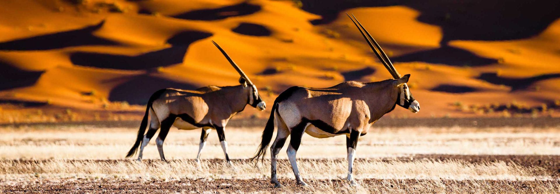 Oryx-Antilopen in Namibia