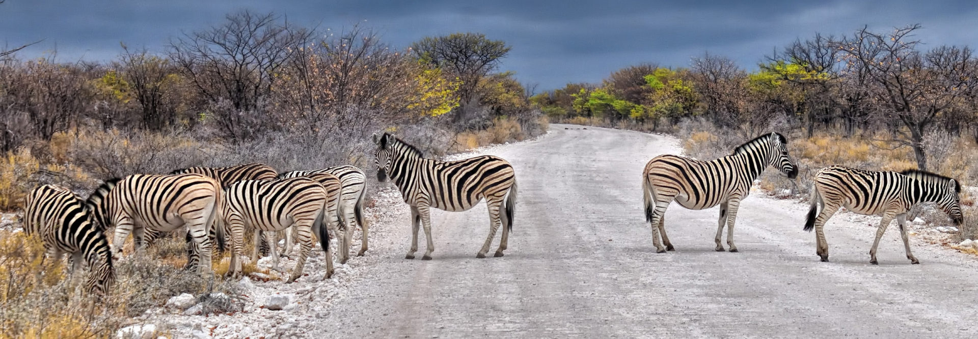 Zebras in Namibia