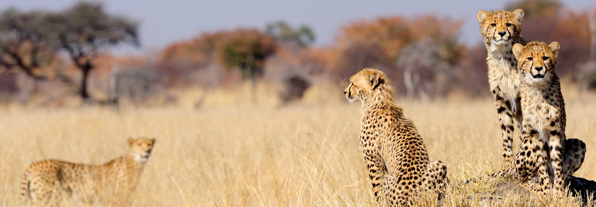 Geparden in Namibia