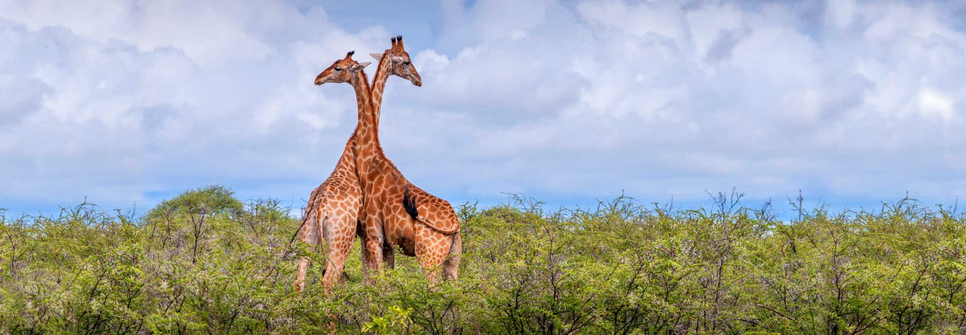 Giraffen in Namibia
